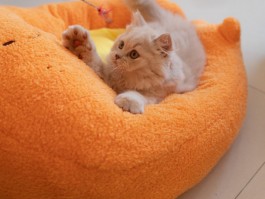 猫咪总是喝水：探究背后的原因及应对措施