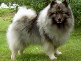 柯基犬几个月耳朵能立？揭秘柯基耳朵成长过程
