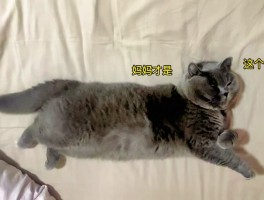 两个月法牛一天吃多少？科学喂养指南