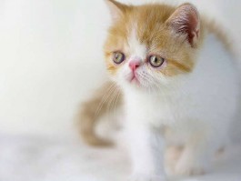 猫吃仔仔什么原因？揭开背后的真相
