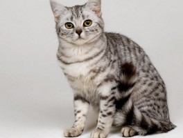 一个月的猫有跳蚤：如何为幼猫去除跳蚤
