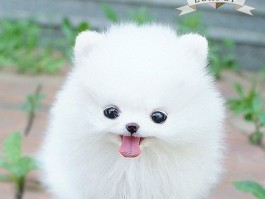 怎么固定猫咪：宠物医生的实用指南