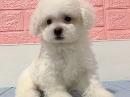 三个月狗可以喝酸奶吗？——宠物营养指南