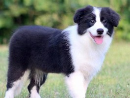 拉布拉多犬四个月大：成长与护理指南