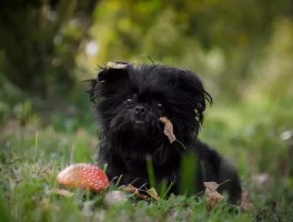 狗能长到几个月？揭秘狗狗的生长周期