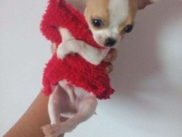 泰迪狗几个月掉牙：了解泰迪犬换牙期的秘密