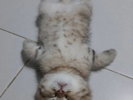 狗狗身上跳蚤的处理与预防