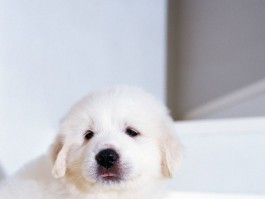 两个月大的柯基吃什么？幼犬喂养指南