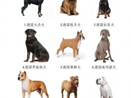六个月的萨摩耶有多大？揭秘其成长数据