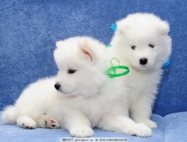 小狗几个月可以吃狗粮？揭秘幼犬饮食指南