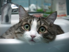 狗狗怀孕半个月症状：早期征兆与护理要点