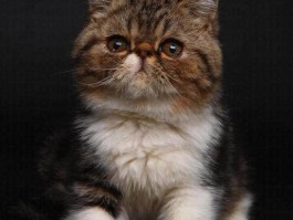 猫咪的死亡：理解与应对宠物离别的痛苦
