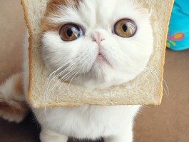 猫几个月算成年：揭开猫咪成长之谜