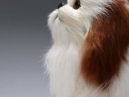两个月小猫多重：了解幼猫成长的关键指标