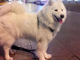 猫咪能听懂人话吗？揭秘宠物猫的语言理解能力