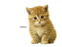 洋气的猫咪名字：给你的爱宠一个独特的称呼