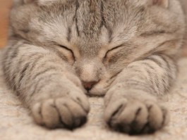 猫咪带上地铁：出行新选择与注意事项