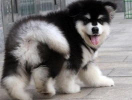 最温柔的狗狗：探寻宠物世界的温柔巨人