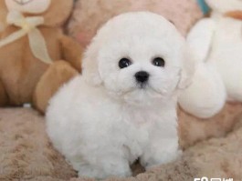 三个月的狗是人的几岁？揭秘狗狗年龄换算秘密
