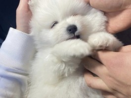 阿拉斯加几个月能游泳：探索雪橇犬的游泳能力