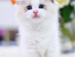 两个月小猫吐白沫拉稀：原因与应对措施
