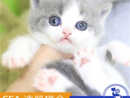 高加索三个月能长多大？了解幼犬成长关键期