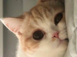 宠物吃零食死了什么原因