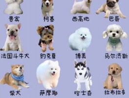 金毛几个月打狂犬：宠物健康守护指南