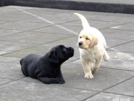 博美怀孕几个月：了解博美犬的孕期指南