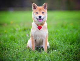 孕妇一般几个月能生：揭秘孕期时间与分娩奥秘