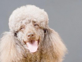 两个月巴哥一天拉几次：了解巴哥犬的正常排便频率
