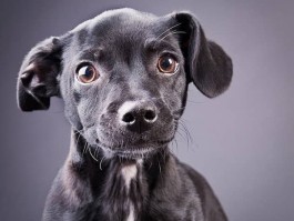 两个月的京巴狗怎么养：新手养犬攻略