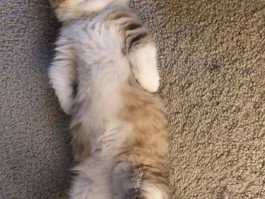 猫咪拉屎粘屁股：原因分析与解决方法