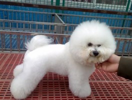 阿拉斯加犬几个月换牙：了解换牙期的注意事项