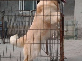 狗狗吃钙片：宠物健康成长的必备知识