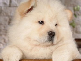 三个月大的小狗可以吃干狗粮吗？