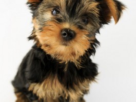 三个月的萨摩：幼犬护理与成长指南