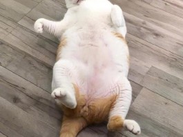四个月马犬：成长与护理指南