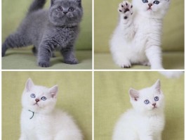 猫咪热的表现：识别与应对指南