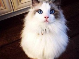 猫咪吃撑了：原因、症状与解决方法