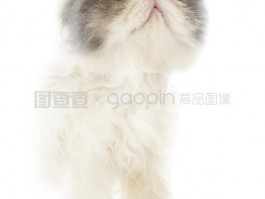 猫挠地什么原因：揭秘猫咪的这一行为