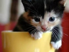 标题：猫咪养殖——打造猫咪的温馨家园