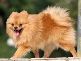 狗狗冠状病：了解、预防与治疗
