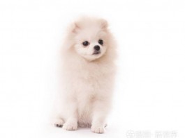 狗狗总睡觉正常吗？揭秘宠物休息的秘密