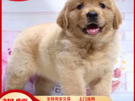 猫咪喝什么奶粉好：为您揭秘最适合猫咪的奶粉选择