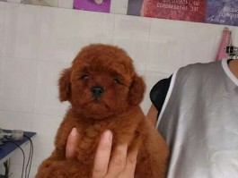 宠物蜈蚣老是乱窜什么原因？揭秘背后的真相