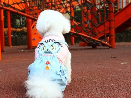 狗狗被蜜蜂蛰了怎么办？宠物医生给出专业建议