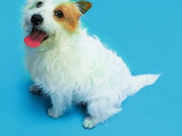 喂猫咪吃什么：全面指南保障爱猫健康
