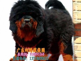 三个月比熊可以洗澡吗？——新手宠物主的必备指南
