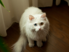 被猫咪咬没出血：处理与预防指南